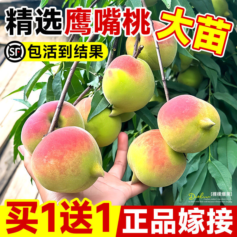 鹰嘴桃树苗桃树果苗广东连平嫁接南北方种植黄桃水蜜桃树带土四季