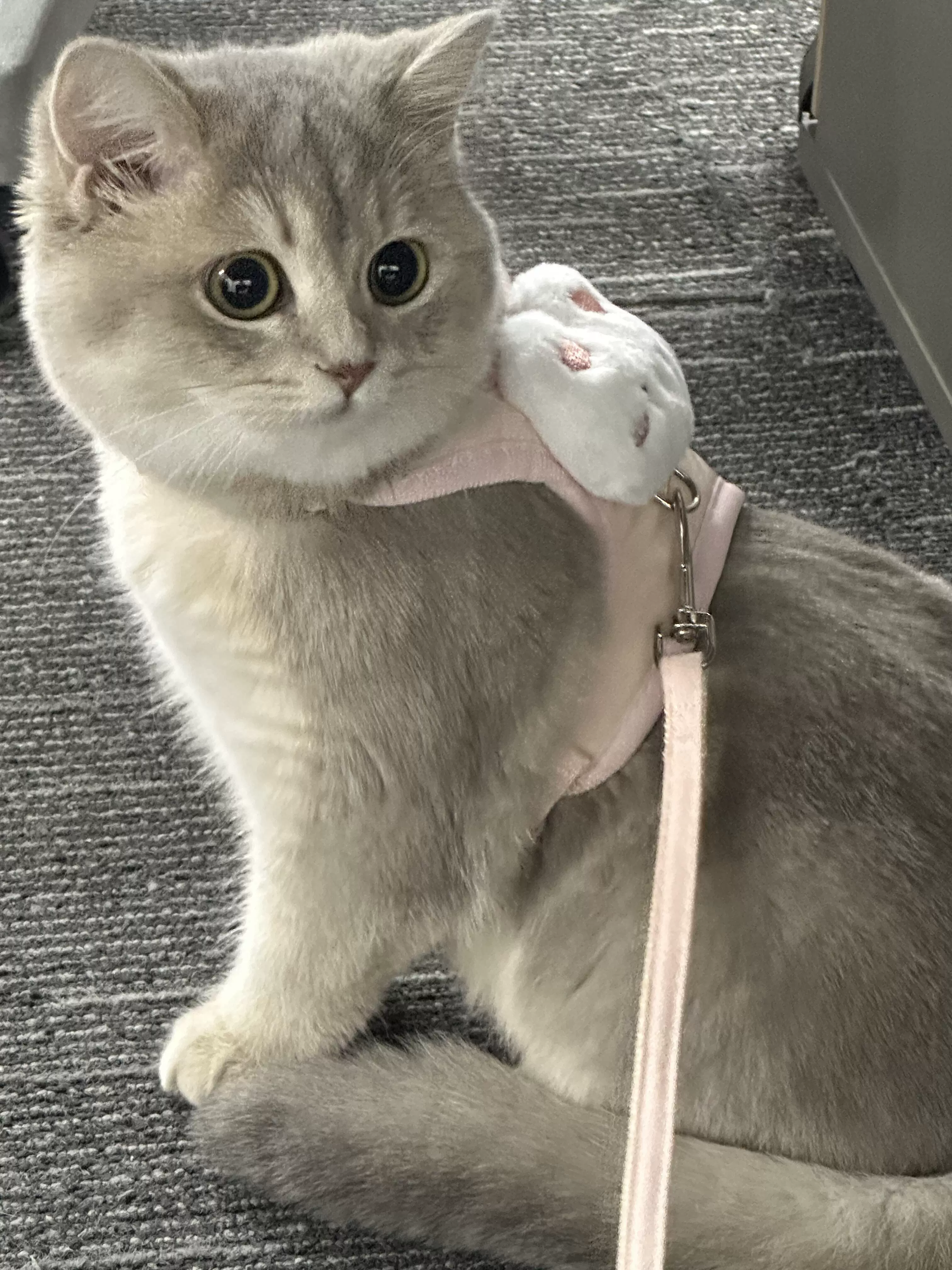 Тяговый канат для кошек, предотвращающий отрыв, специальный жилетный ремень для прогулок с кошками и собаками, товары для домашних животных.