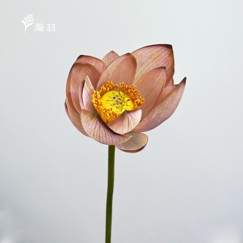 로터스 커피