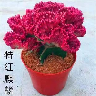 Jade Unicorn Potted Plant Indoor Living Room Drought-Tolerant Plant Flower Succulent Red Unicorn Office Desktop Fortune Decoration