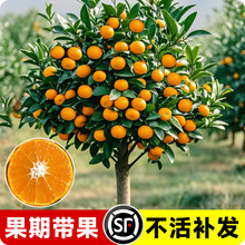 沙糖桔子树苗正宗广西砂糖橘树苗南方北方种植橙子无籽橘子树果苗