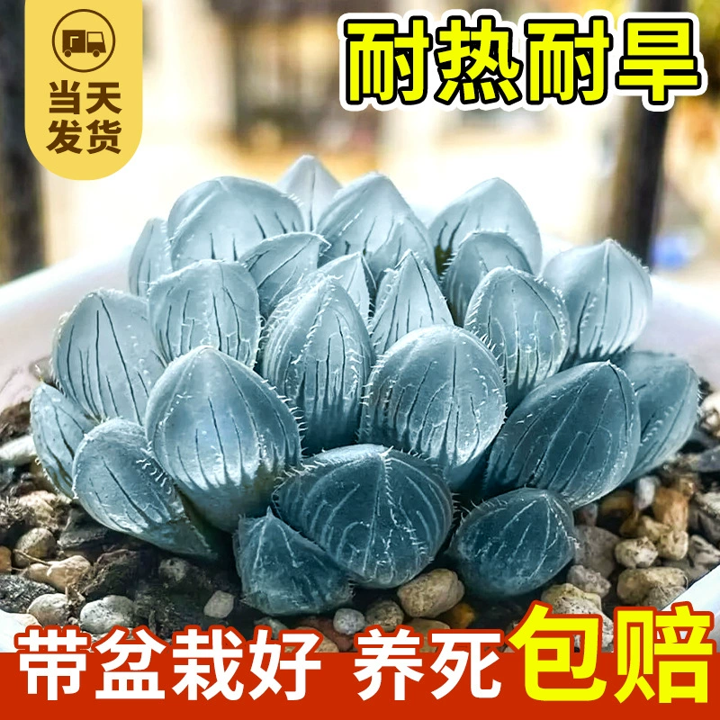 Синее зеркало, суккулентное растение, нефритовая роса, стильный цветок, офис, непопулярный, ленивый, настольный, редкий, маленький, в синем горшке