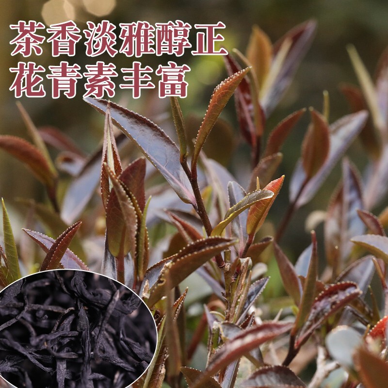 Menghai Ziyaya Tea 500g Yunnan Pu'Er Raw Tea 2019 Spring Pu'Er Loose Tea Ziyuan Black Tea Wholesale High Aroma Menghai Ziyaya Tea 500g Yunnan Pu'Er Raw Tea 2019 Spring Pu'Er Loose Tea Ziyuan Black Tea Wholesale High Aroma