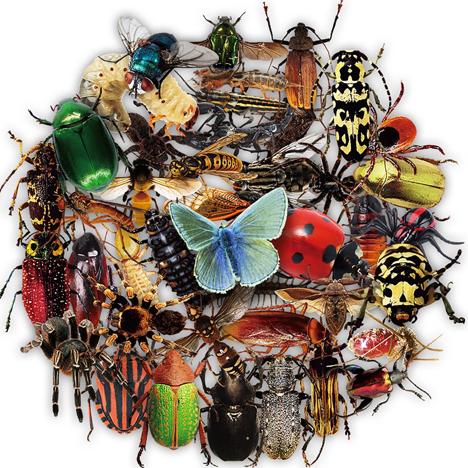 transparent sticker with butterfly
