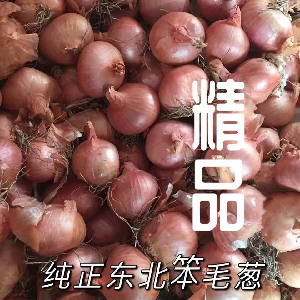 Северо-Восточная ферма лука Мао Маленький лук Мао Круглый лук Дьявол Лук Свежий рынок Выбор ручной работы Высокое качество