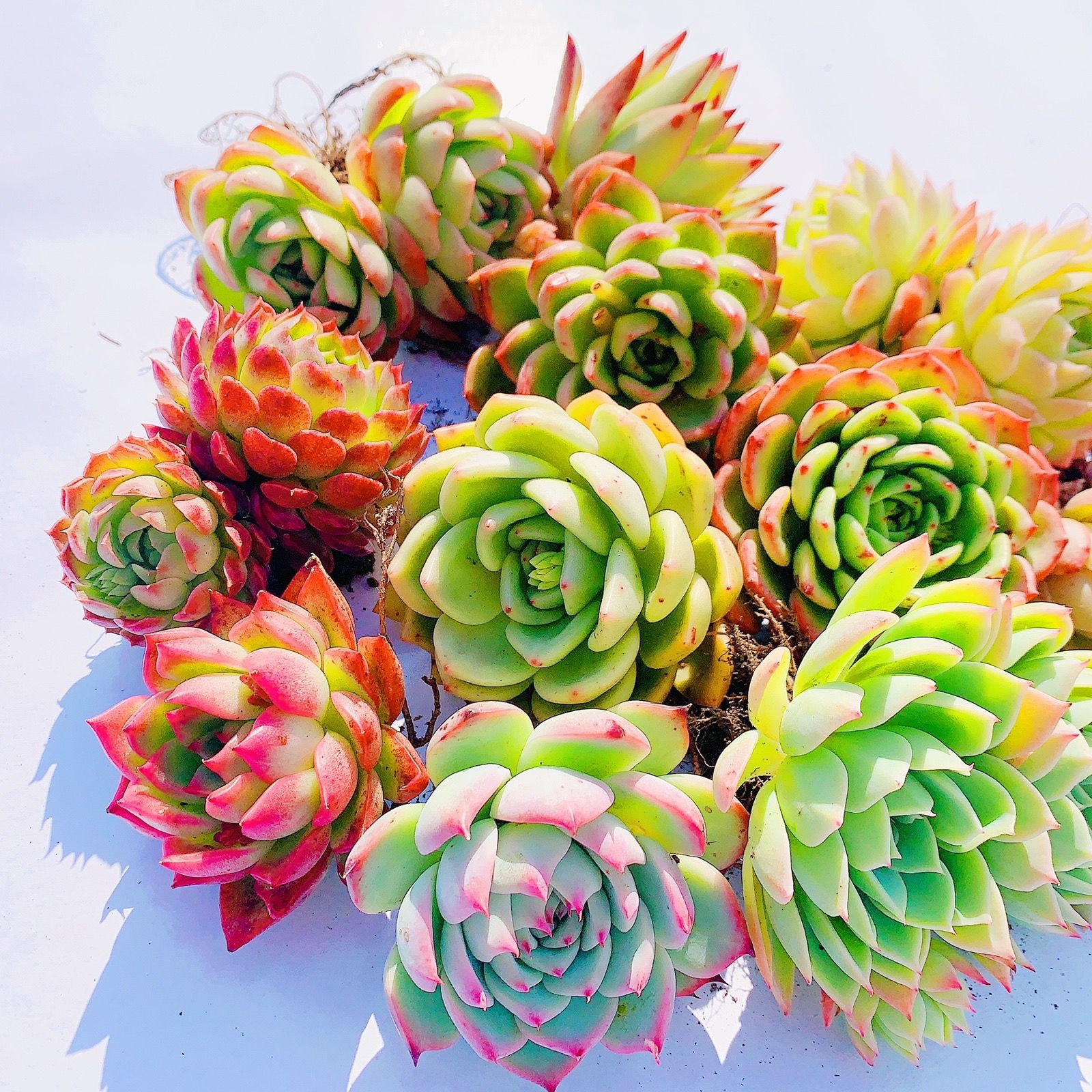 무작위로 벗겨진 뿌리 5개(7-11cm)