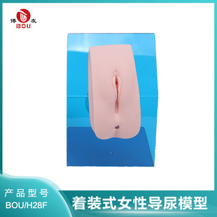 博友 Dress -style female urinary model Nurse urinary guidance operation training clinical urine conduction exercise simulation