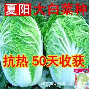 ���50���ļ��ߜطN���ľG�װ��Ĳ˷N���͟�ײ��ļ����ﲥ�˷N��