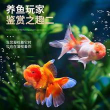 6BVQ���~���~���Ӝ���ˮ�~�^�p�~��ˮ�~���w�ݽ��~��С���~���B�\