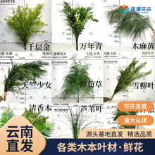 芦荀草天竺各类山货小众鲜花活动布置森系婚礼叶材绿植云南直批