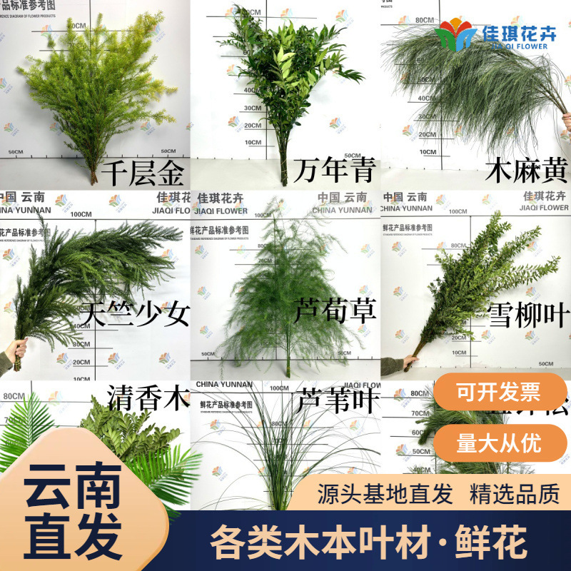 Asparagus Grass, Various Types of Chinese Herbs, Niche Fresh Flowers, Event Decorations, Forest-Themed Weddings, Leaf Materials, Green Plants, Direct Wholesale from Yunnan Asparagus Grass, Various Types of Chinese Herbs, Niche Fresh Flowers, Event Decorations, Forest-Themed Weddings, Leaf Materials, Green Plants, Direct Wholesale from Yunnan