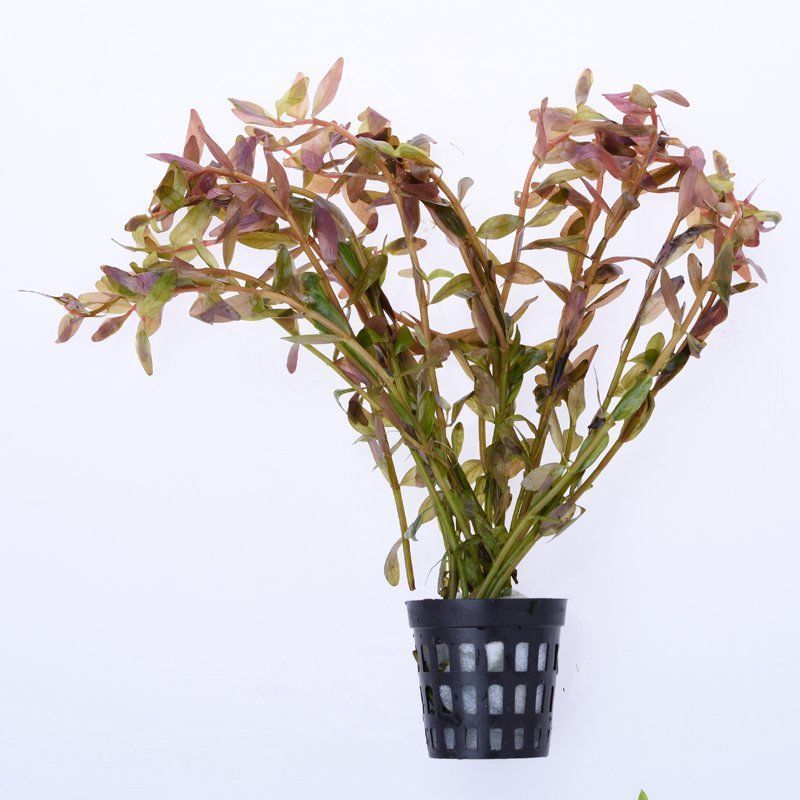 真水草鱼缸装饰活体植物造景迷你蜈蚣绿菊大叶绿九冠水下叶批发