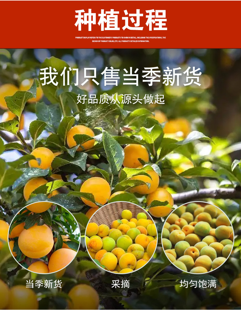 Sour Salted Hua Mei Dried Plums (Prunus mume) — Cold-Brew Fruit Tea & Snack, 500g specifications