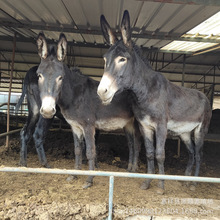 �����H�Bֳ ���H�Bֳ�� ���H��r����� ���ë�H�Bֳ����