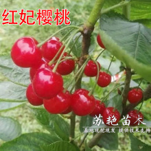 �t���������Ϸ�Ʒ�N��Ƥ�t��觙����箔��Y���Ϸ������Nֲ������