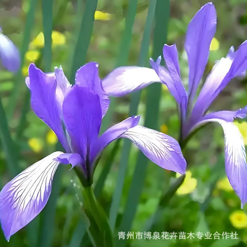 Саженцы Маргаритки, Маргаритка северо-восточная, солестойкое растение, саженцы Маргаритки в чашках