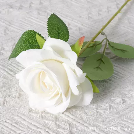 Velvet Corner Rose (White)
