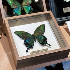 蝶の標本の箱の昆虫の展示箱の木製の収納箱の蝶の羽を広げて収集して装飾の立体のフォトフレームを収集します。