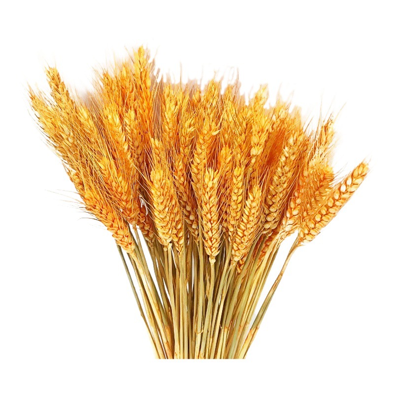 Wholesale Golden Wheat Ears Dried Flower Bouquet Opening Flower Basket Barley Decoration Photo Props Wholesale Artificial Landscaping