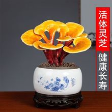 赤灵芝盆景创意盆栽种植客厅室内办公室四季常青桌面好养植物