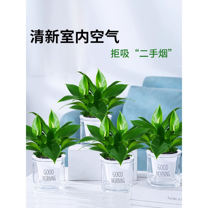 골드 다이아몬드 화분 25-30cm 4개 + 굿모닝 화분 4개 + 영양액 [화분 4개 특별 제공]