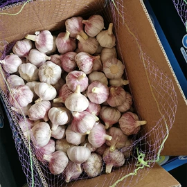 蒜;洋葱;其他滋补