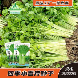 四季小香芹种子黄嫩速生小芹菜水芹春夏秋季盆栽菜园蔬菜种籽菜籽
