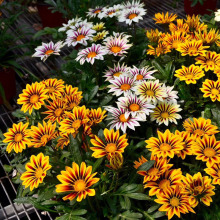 勋章菊种子混色勋章花籽盆栽花海多年生观花种子宿根矮小花卉耐寒