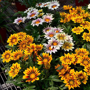 Medal Chrysanthemum Seeds Mixed Color Medal Flower Seeds Potted Flower Sea Perennial Flower Seeds Perennial Dwarf Florals Cold-Resistant