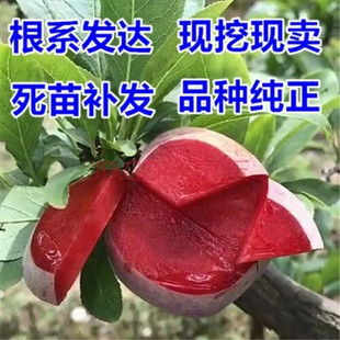 �������Ә������Ե�����÷��������籱���Ϸ��Nֲ���A��޽ӹ���