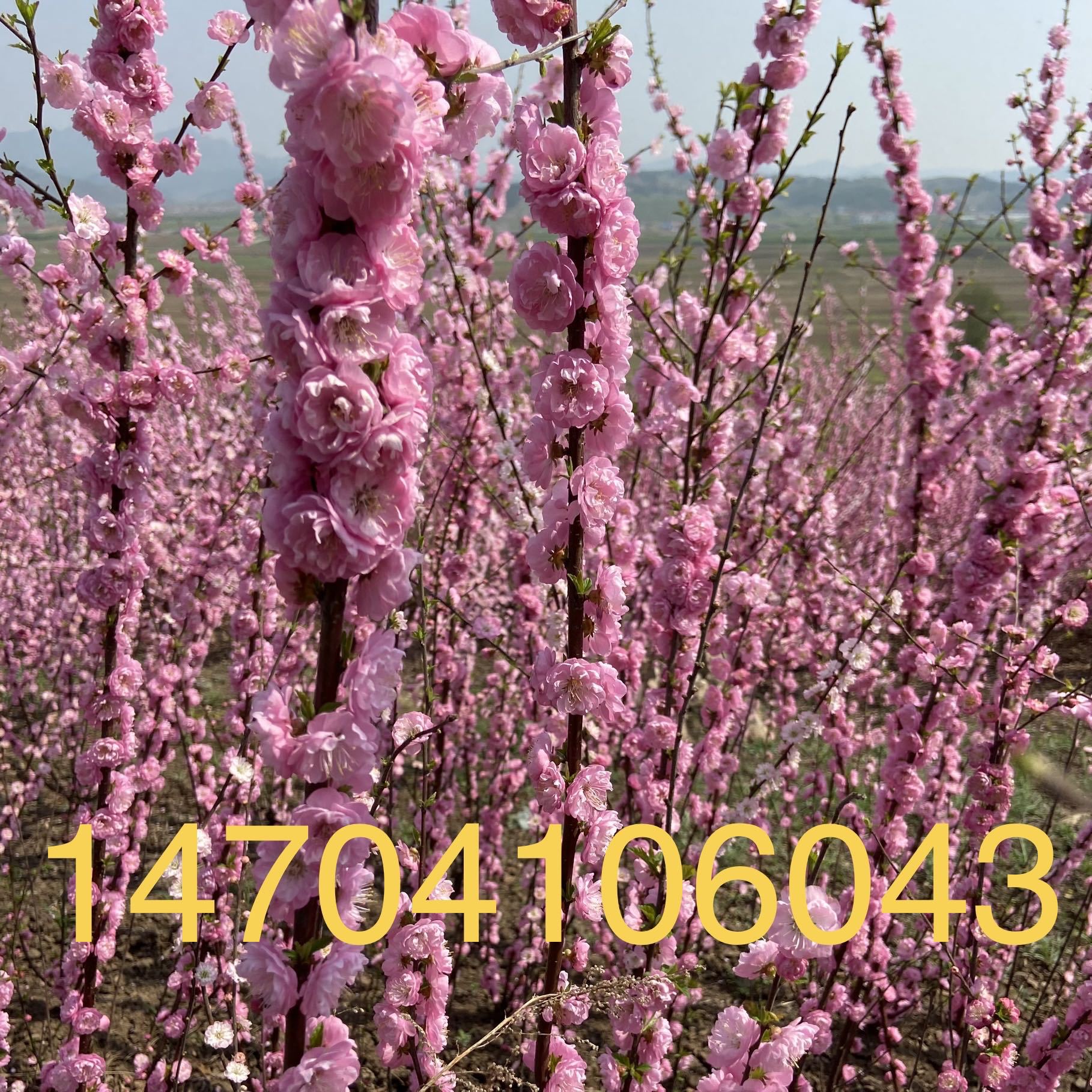 红梅插花 干枝红梅 重瓣红梅  红梅批发 红梅价格优惠