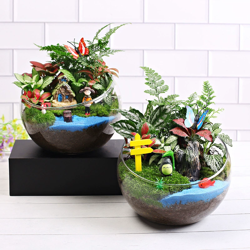 Настольный пейзаж DIY микроландшафт DIY Материал мох микроландшафтный ландшафтный дизайн растение зеленое растение ручной работы Горшечное растение 15 разрез