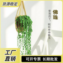 佛珠情人泪多肉植物吊兰爱之蔓长藤垂吊耐旱耐养挂壁吊篮四季常绿