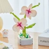 Phalaenopsis [Color Box]