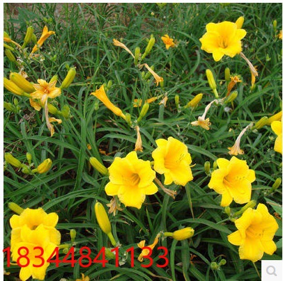 金娃娃萱草苗耐寒花卉庭院盆栽地被植物苗大花多年生宿根易种植物 种苗花卉网