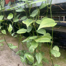 ����ֱ�N�^�~ֲ��С���Ի��ܾW�t�Gֲ120�ބ��{����β