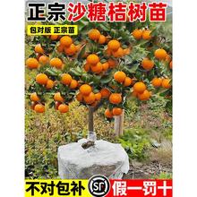 �������Ә����ɳ�ǽۘ���V���o��ɰ����ͥԺ���Ե����ϱ����Nֲ