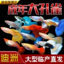 ȸ~^p~w~ᎧС͵ˮRPβ~Bͻ׷ֳ~