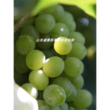 ��ɽһ̖��õ�����������������ј�������Ա��Ϸ��Nֲ����Y��