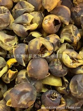 中药材颠茄果中药材苦天茄果子丁茄果牙疼果刺天茄果黄果茄苦颠茄