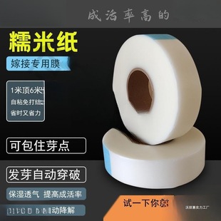 Glutinous Rice Paper Grafting Film for Tree Grafting, Self-Adhesive Fruit Saplings, Roses, No-Disassembly, Biodegradable Wrapping Straps for Commercial Use