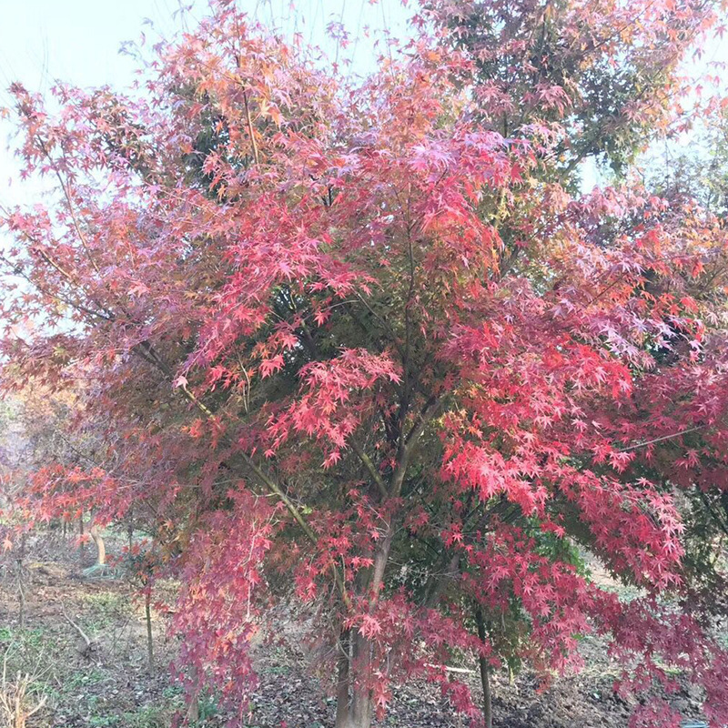 庭院绿化鸡爪槭大树苗 鸡爪槭观赏性高造景 基地批发鸡爪枫苗木