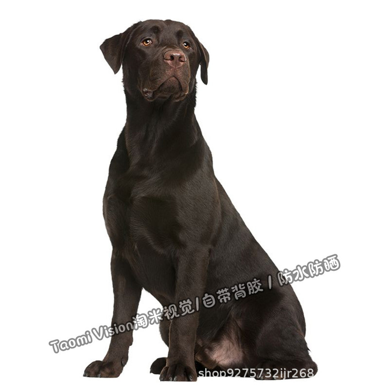 Labrador Waterproof Dog Sticker Car Hood Laptop Home Wall Door and Window Decoration Sticker Paper