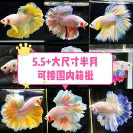 【现货现发】泰国斗鱼大尺寸5.5+半月进口热带鱼活体观赏鱼批发