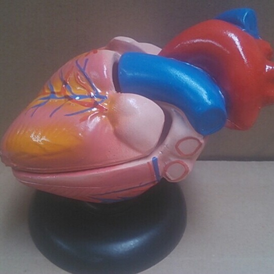 心脏解剖模型自然大中小学生物模型生物模型厂家冲销量心脏模型