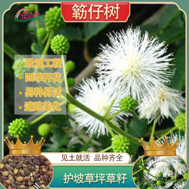 Защита склонов Семена кустарников и трав Король заборных деревьев Семена трав Экологический комплекс Green Light Pod Мимоза Быстро растущие семена трав