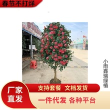 һ�����lɽ�軨�����҃���GֲͥԺ��������ֲ���ļ������ͺ�����