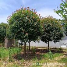 ��ľ����f�t�~ʯ��� �t�~ʯ�m1-2-3-4-5-�����؏��ּt�~ʯ骃r��