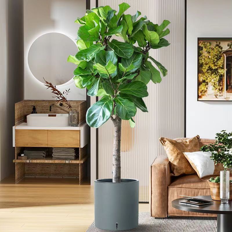 Qinye Banyan planta verde sala de estar gran planta en maceta árbol de goma planta de hoja grande oficina absorbe formaldehído, fácil de cultivar flores
