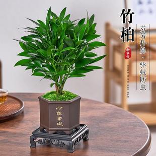 Mosquito Repellent Bamboo and Cypress Potted Hydroponic Plants Office Desktop Easy to Maintain Shade-Tolerant Evergreen Small Pot Landscape Leaf Green Plants